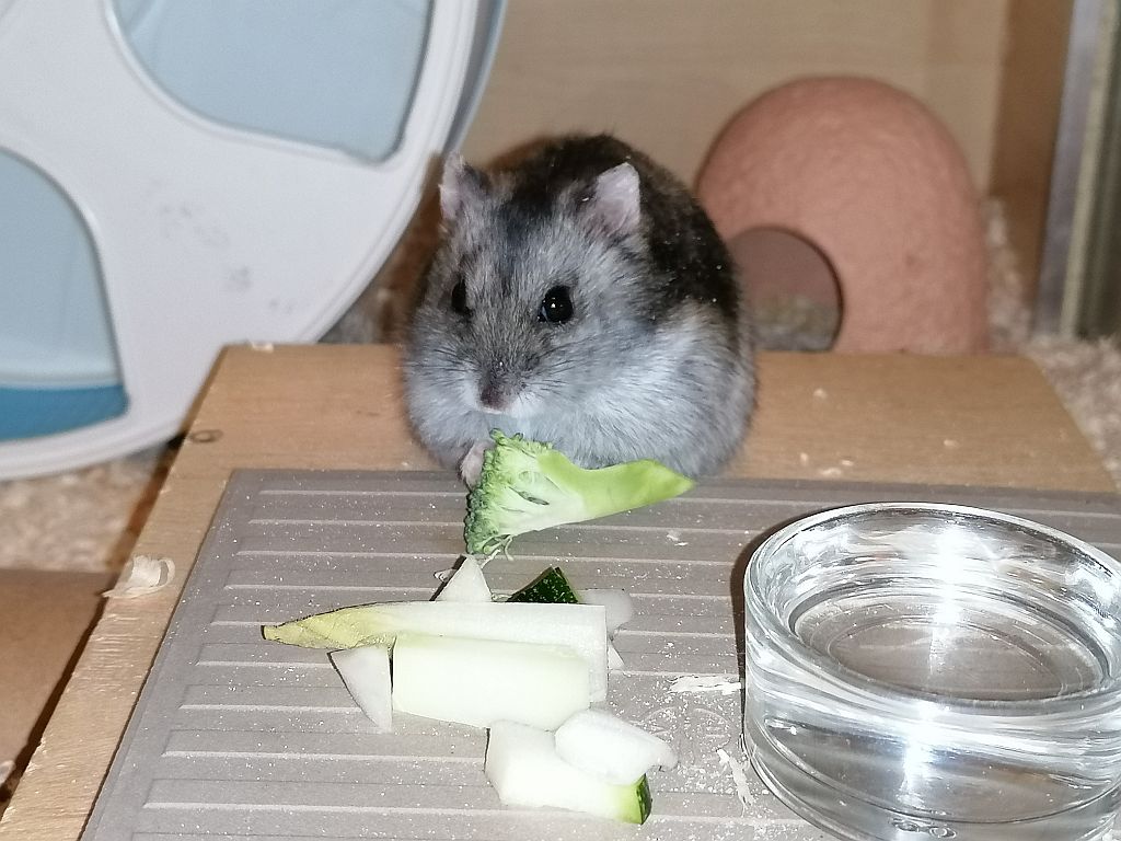 Hamsterhilfe-Südwest