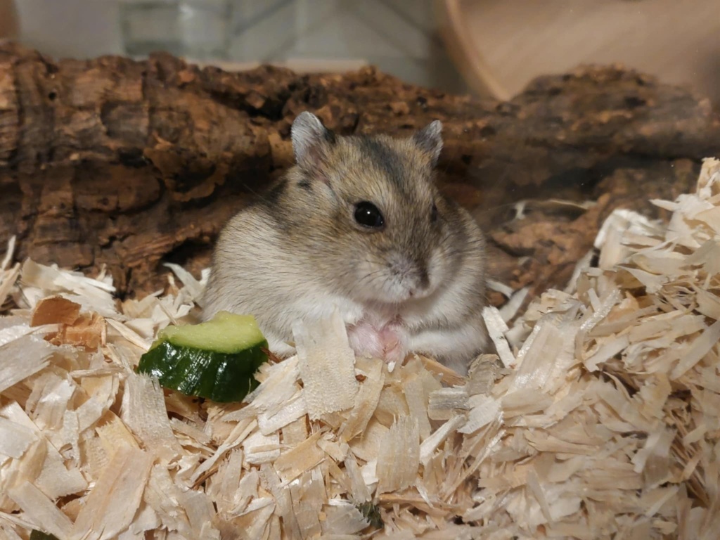 Zwerghamster Hamsterhilfe Südwest