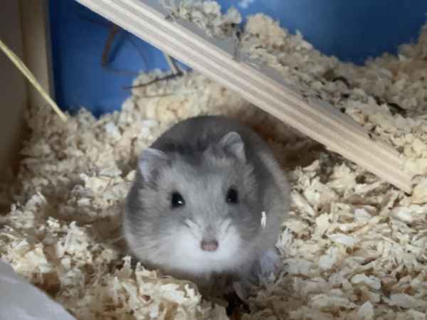 Hamsterhilfe Südwest Malu