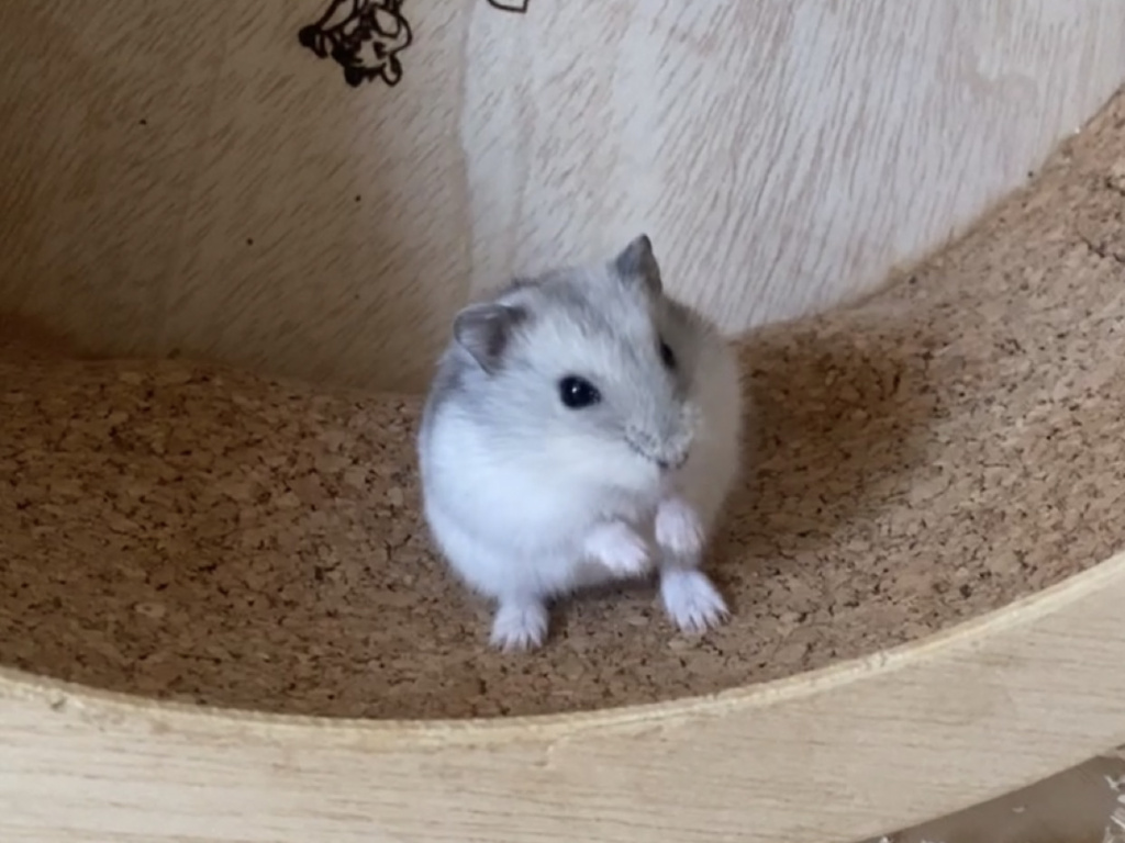 Hamsterhilfe Südwest Mala