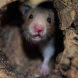 Goldhamster Der Hamsterhilfe Südwest