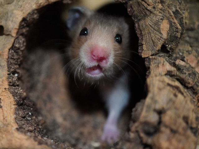 Goldhamster der Hamsterhilfe Südwest