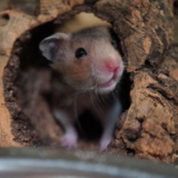 Goldhamster Der Hamsterhilfe Südwest