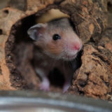 Goldhamster Der Hamsterhilfe Südwest