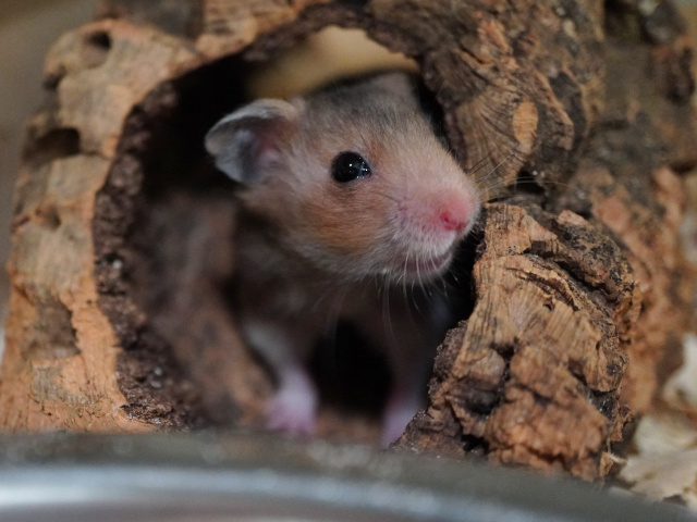 Goldhamster der Hamsterhilfe Südwest