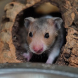 Goldhamster Der Hamsterhilfe Südwest