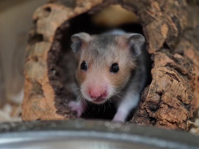 Goldhamster der Hamsterhilfe Südwest
