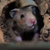 Goldhamster Der Hamsterhilfe Südwest