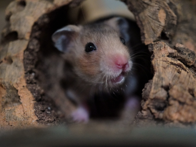 Goldhamster der Hamsterhilfe Südwest