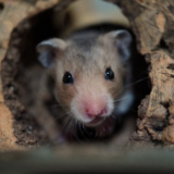 Goldhamster Der Hamsterhilfe Südwest