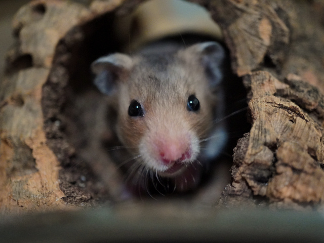 Goldhamster der Hamsterhilfe Südwest