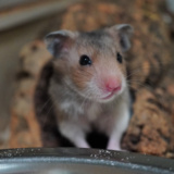 Goldhamster Der Hamsterhilfe Südwest