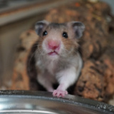 Goldhamster Der Hamsterhilfe Südwest
