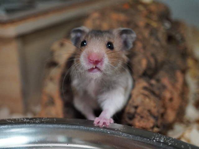 Goldhamster der Hamsterhilfe Südwest