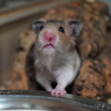 Goldhamster Der Hamsterhilfe Südwest