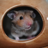 Goldhamster Der Hamsterhilfe Südwest