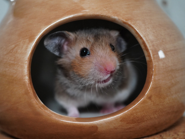 Goldhamster der Hamsterhilfe Südwest
