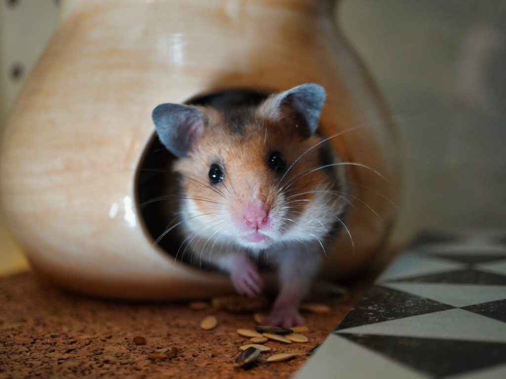 Goldhamster der Hamsterhilfe Südwest