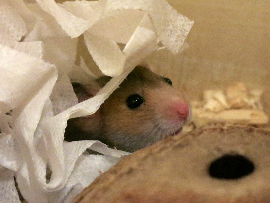 Hamsterhilfe Südwest Goldhamster Golden Banded