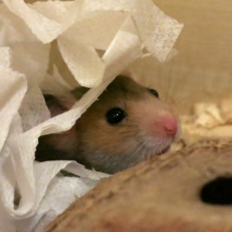 Hamsterhilfe Südwest Goldhamster Golden Banded