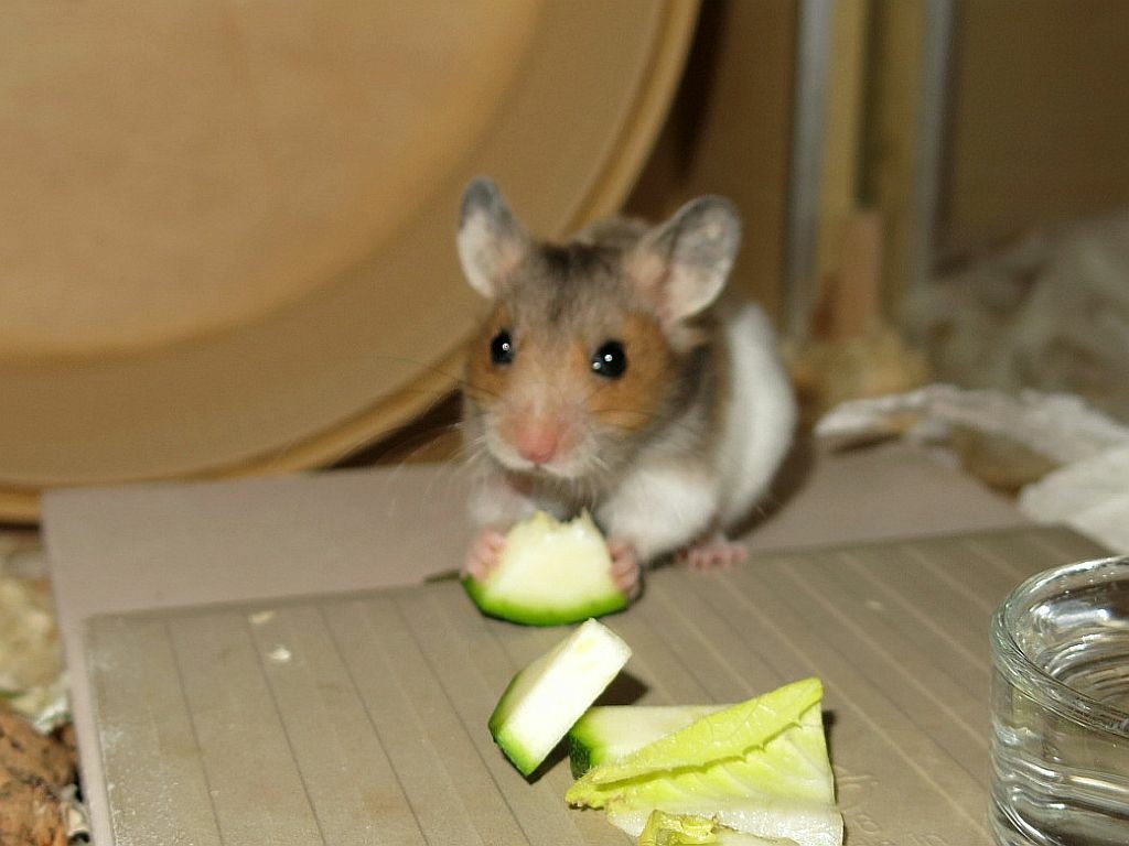 Hamsterhilfe Südwest Goldhamster Golden Banded