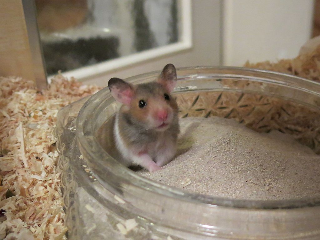 Hamsterhilfe Südwest Goldhamster Golden Banded