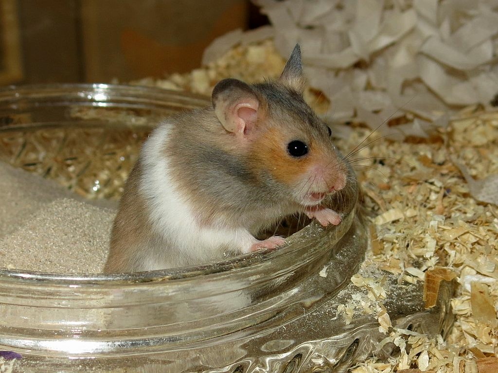 Hamsterhilfe Südwest Goldhamster Golden Banded