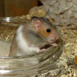 Hamsterhilfe Südwest Goldhamster Golden Banded