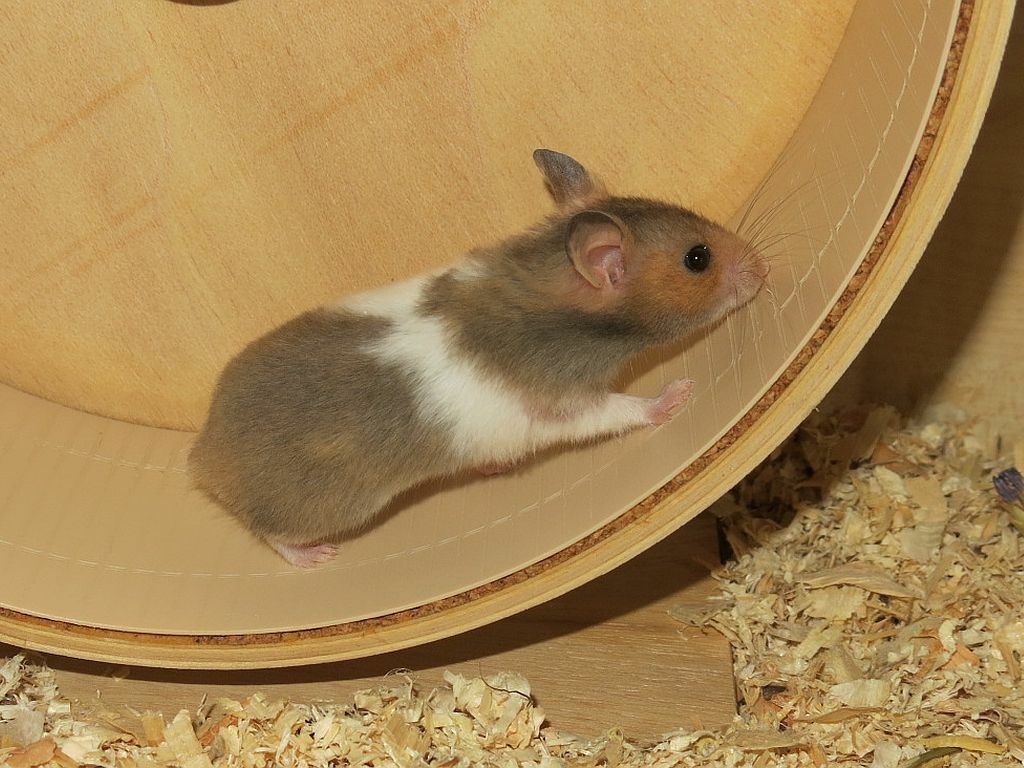 Hamsterhilfe Südwest Goldhamster Golden Banded
