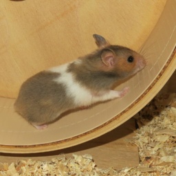 Hamsterhilfe Südwest Goldhamster Golden Banded