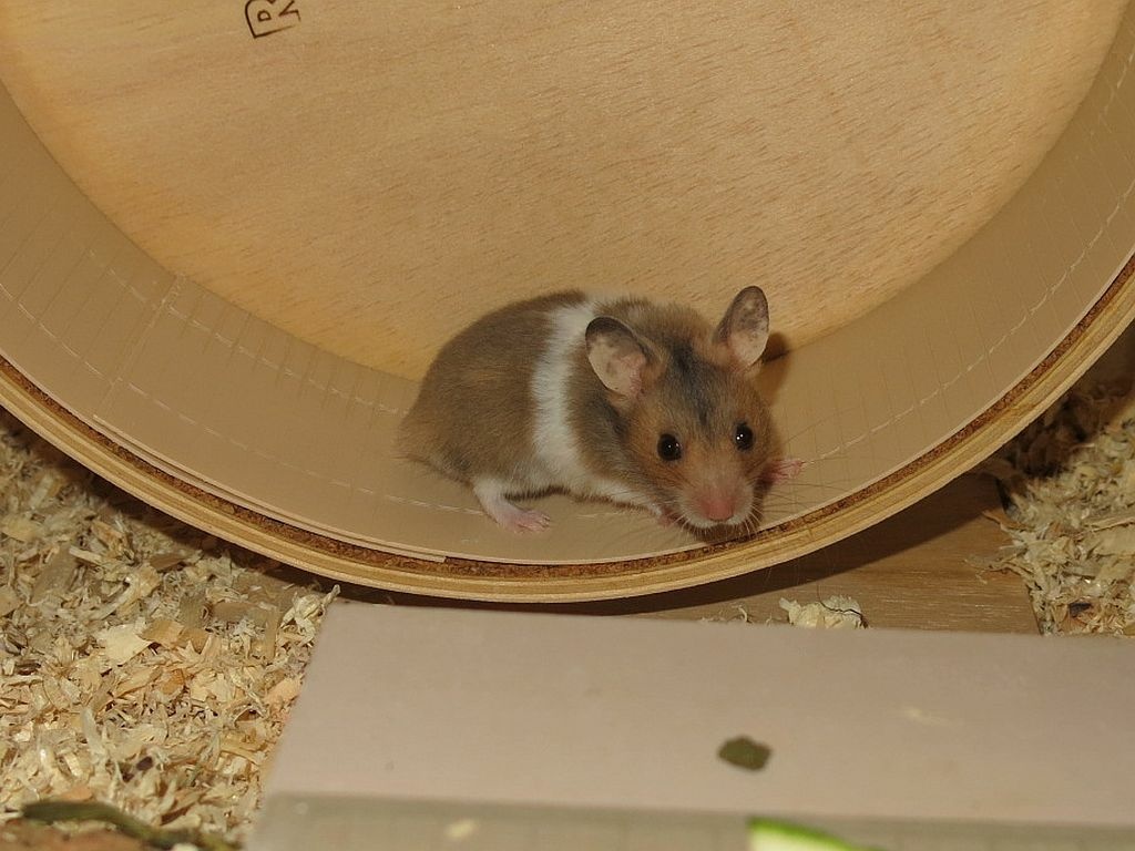 Hamsterhilfe Südwest Goldhamster Golden Banded