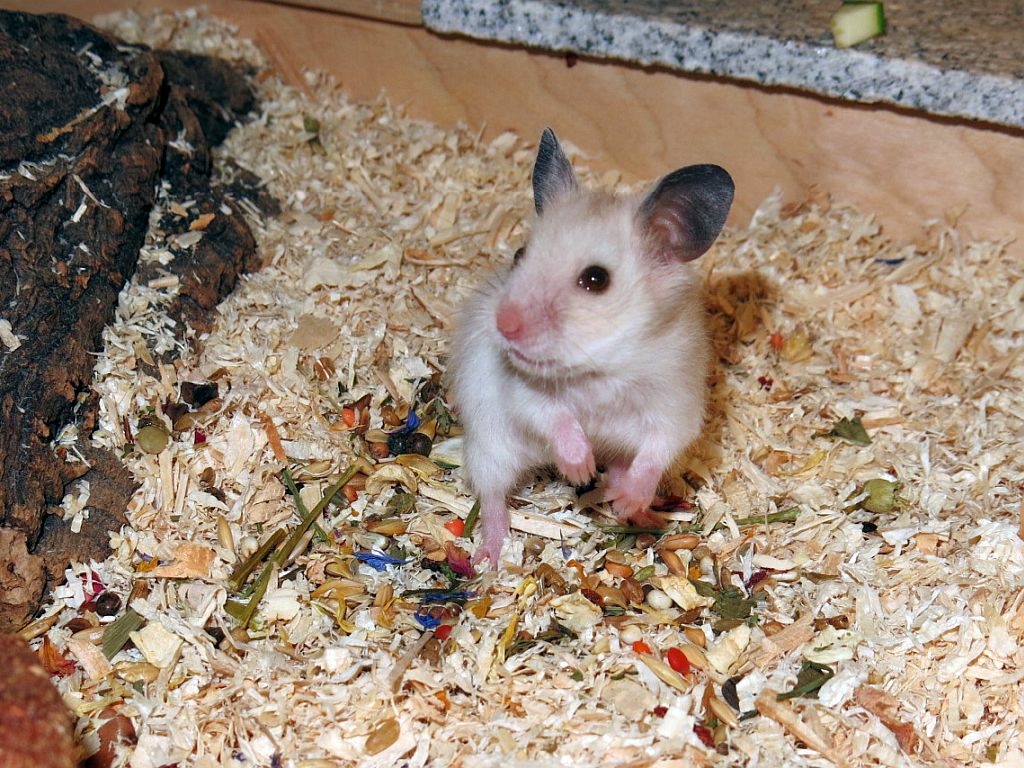 Hamsterhilfe Südwest Goldhamster Silver Pearl