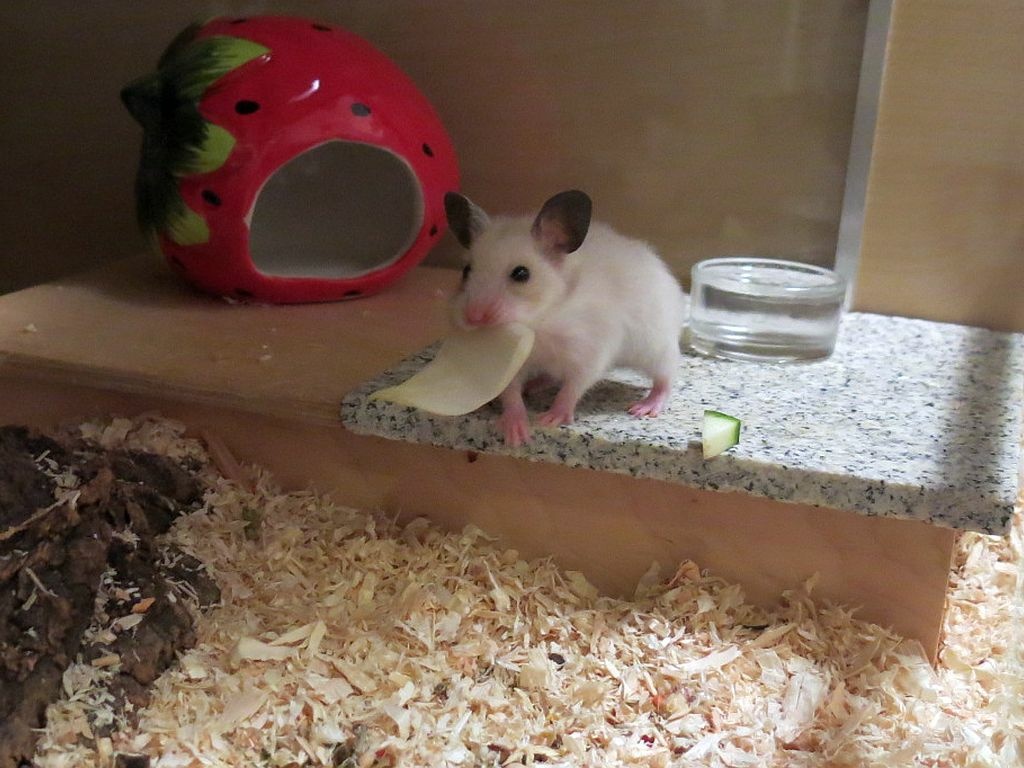 Hamsterhilfe Südwest Goldhamster Silver Pearl