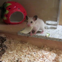 Hamsterhilfe Südwest Goldhamster Silver Pearl