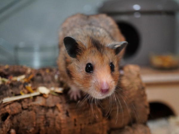 Goldhamster der Hamsterhilfe Südwest