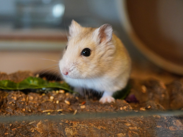 Zwerghamster der Hamsterhilfe Südwest