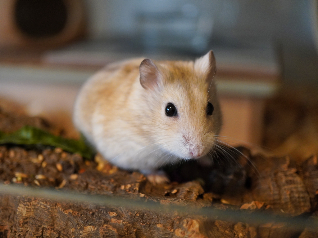 Zwerghamster der Hamsterhilfe Südwest