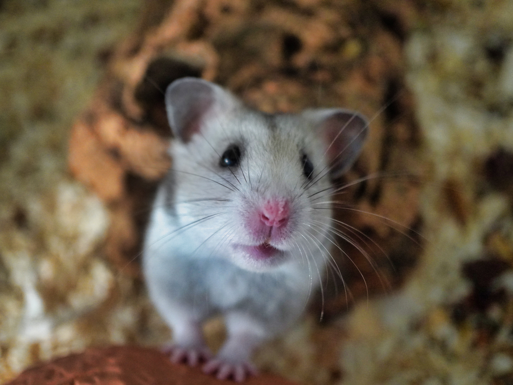 Goldhamster der Hamsterhilfe Südwest