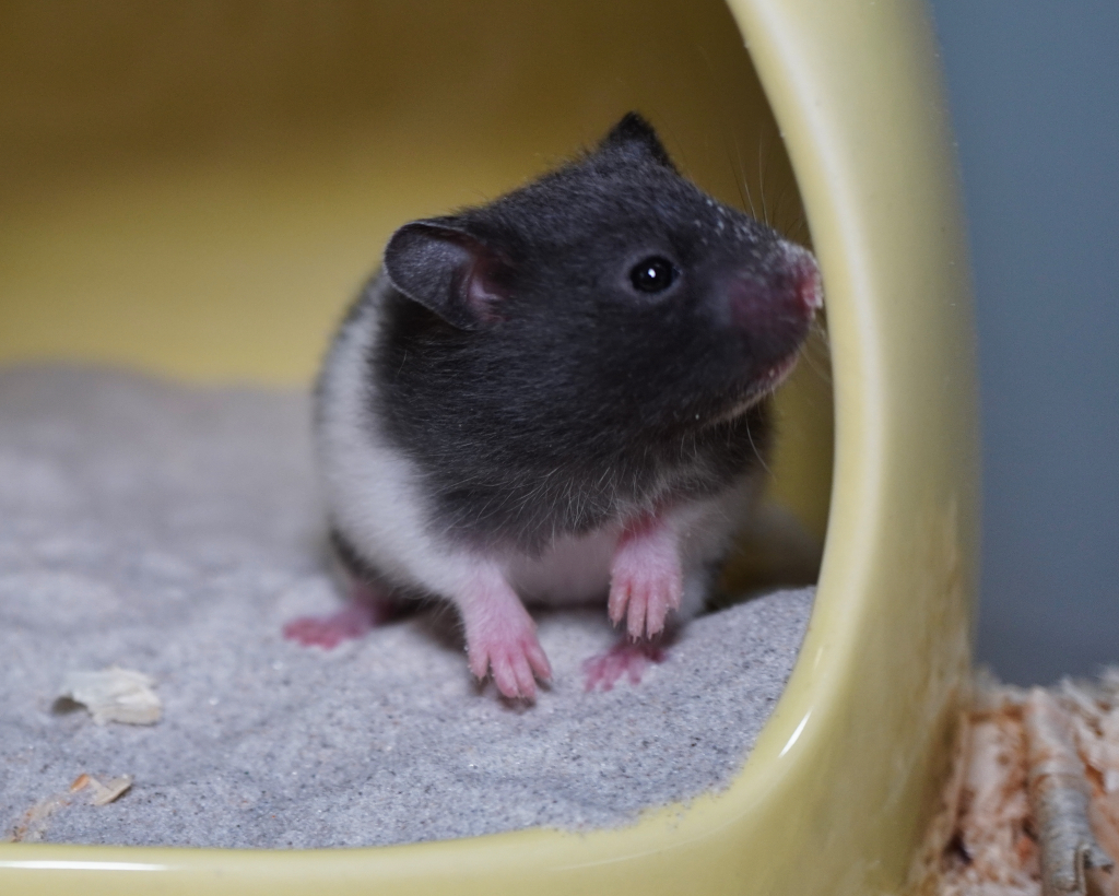 Goldhamster der Hamsterhilfe Südwest