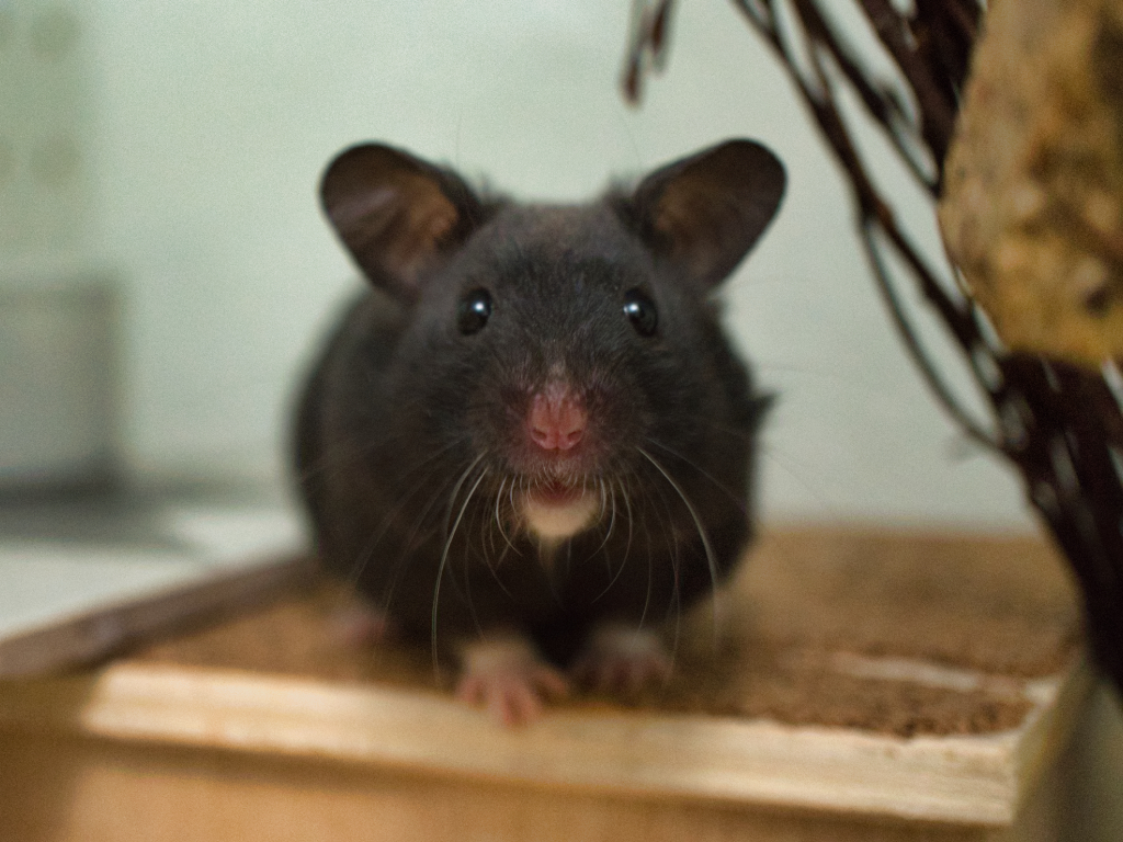 Goldhamster der Hamsterhilfe Südwest