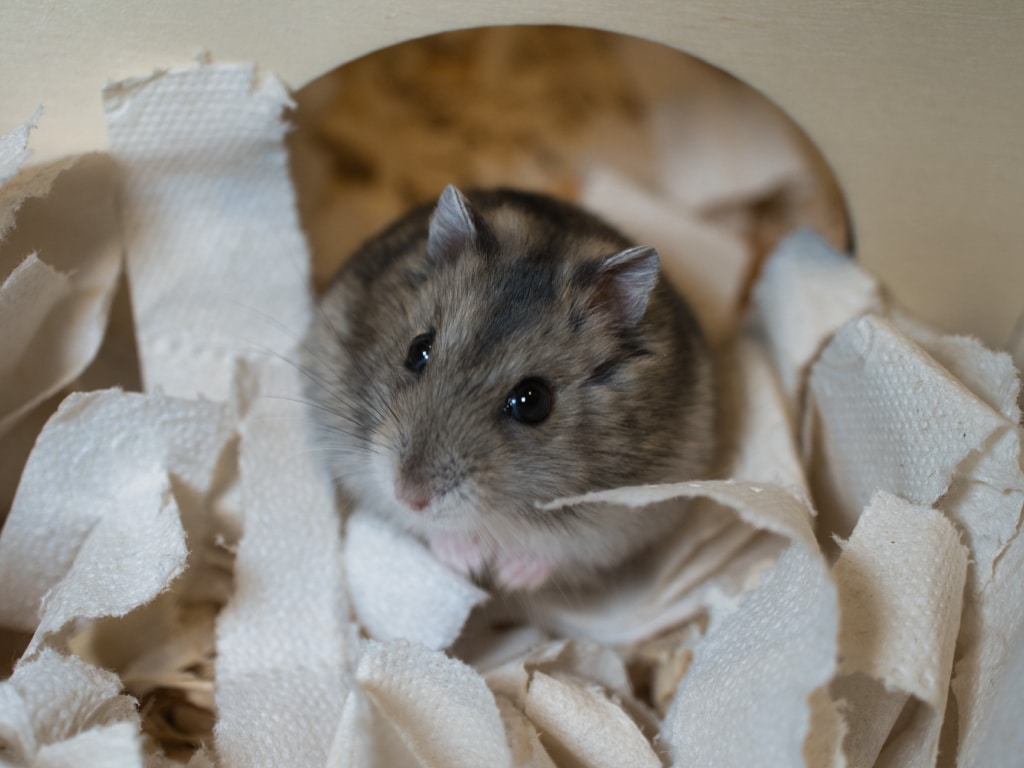 Zwerghamster der Hamsterhilfe Südwest