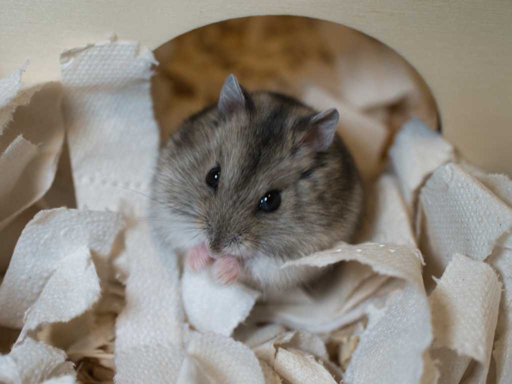 Zwerghamster der Hamsterhilfe Südwest