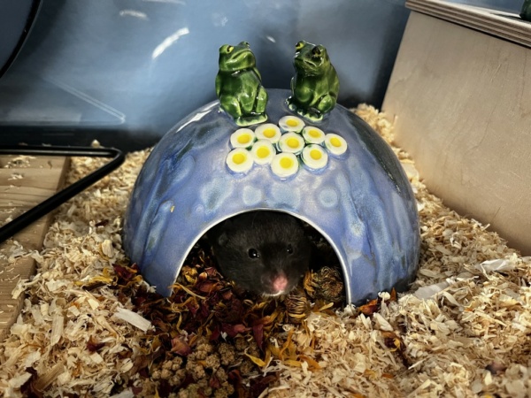 Hamsterhilfe Südwest Goldhamster Black