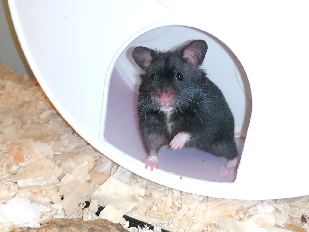 Hamsterhilfe Südwest Goldhamster Black