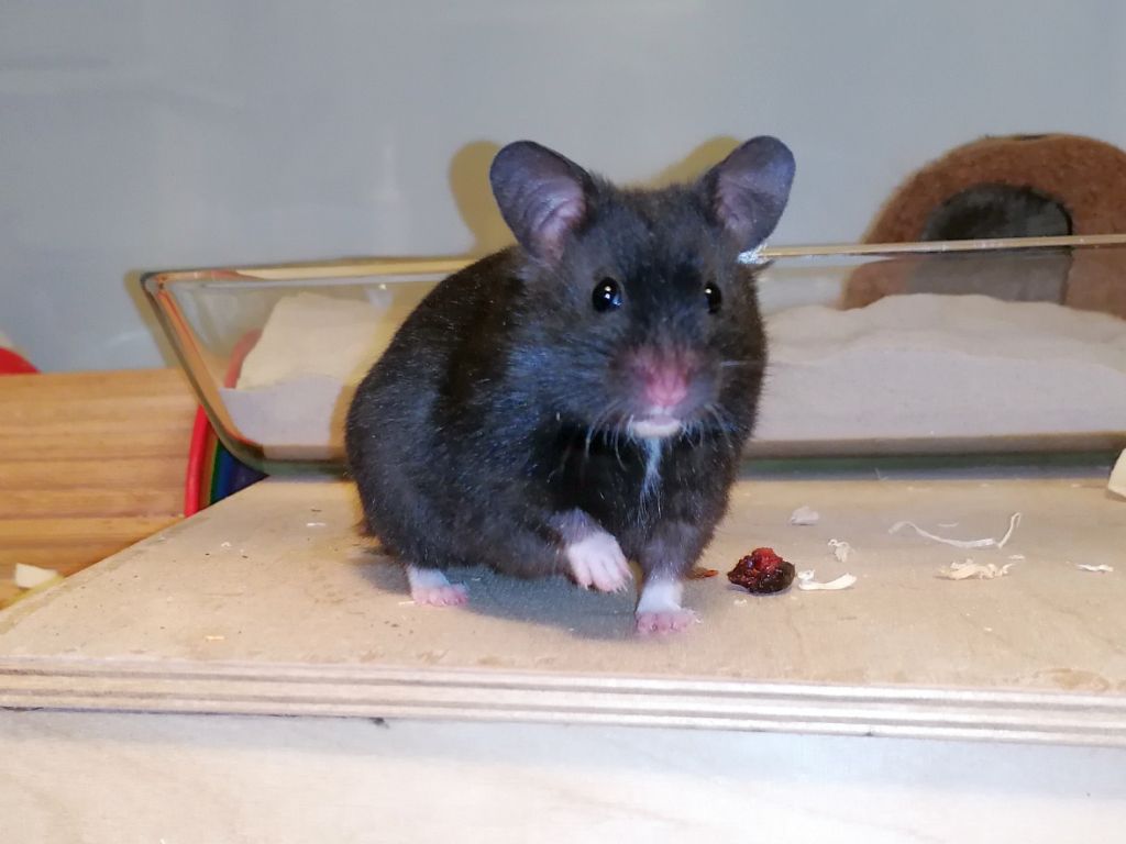 Hamsterhilfe Südwest Goldhamster Black