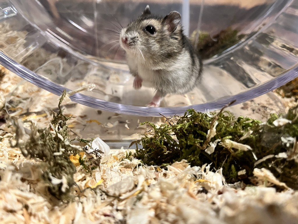 Hamsterhilfe Südwest Dsungaren-Hybrid Agouti