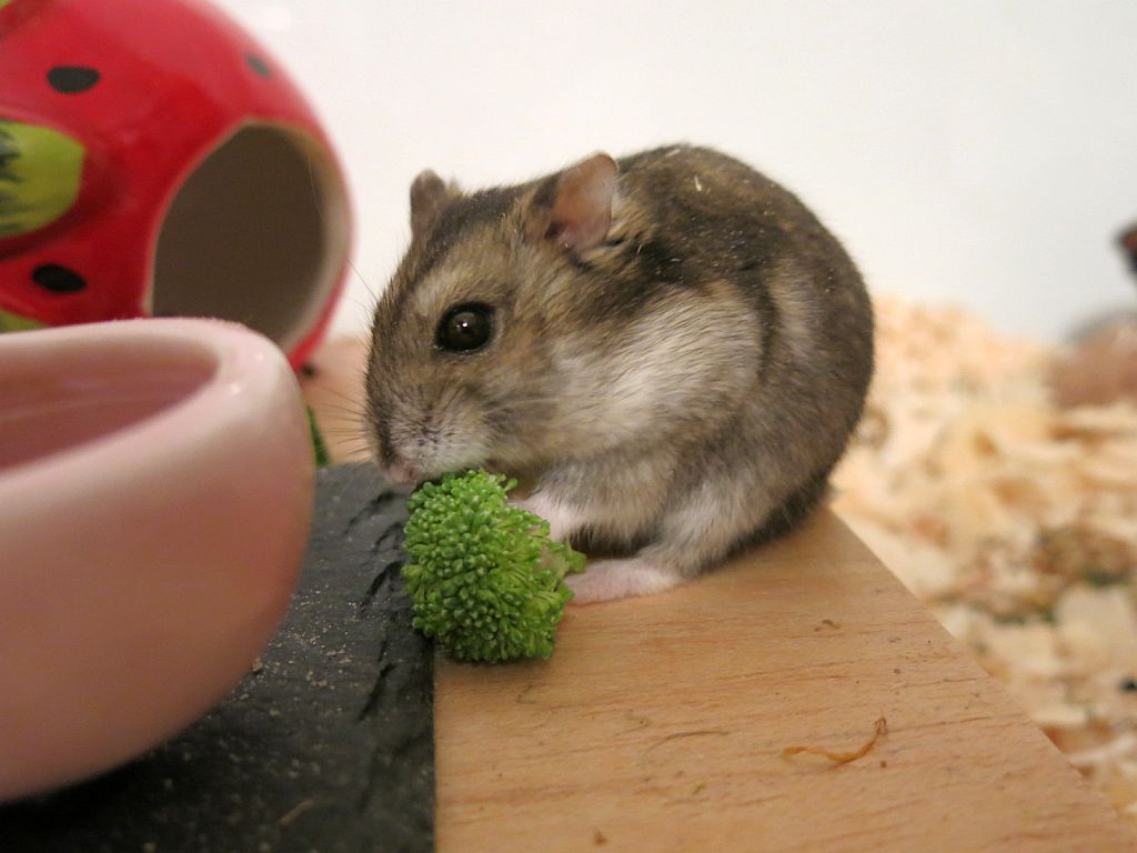 Hamsterhilfe Südwest Zwerghamster Agouti