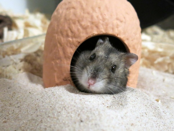 Hamsterhilfe Südwest Zwerghamster Agouti