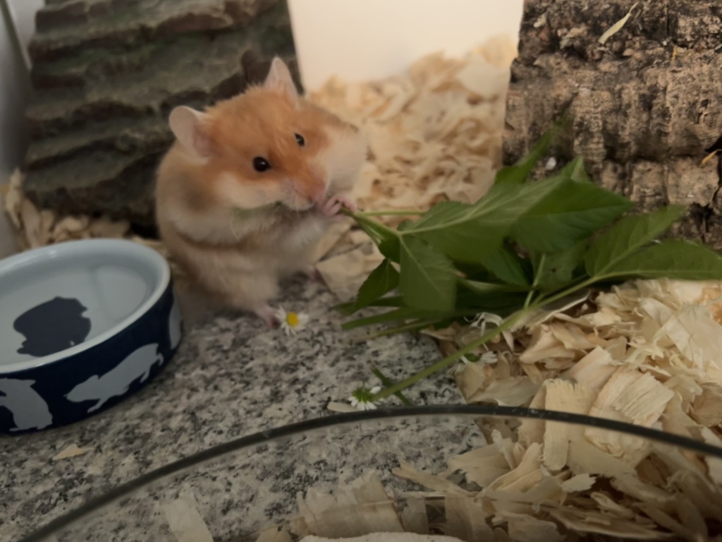 Hamsterhilfe Südwest Tiada