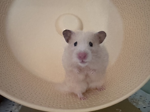 Hamsterhilfe Südwest Tuffy